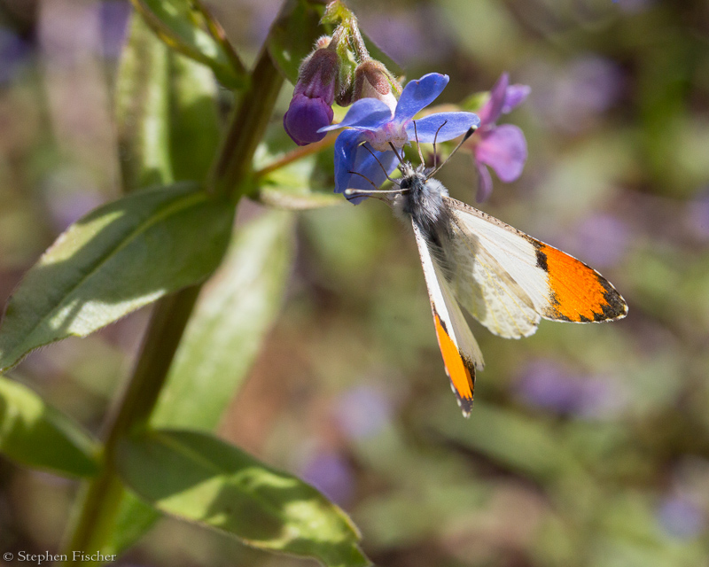 Sara Orangetip on Velvety stickseed