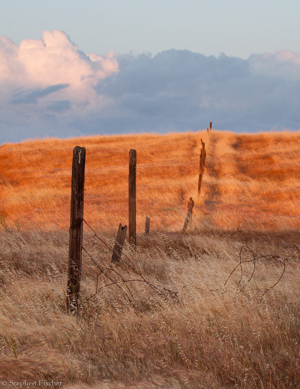 Golden fence line