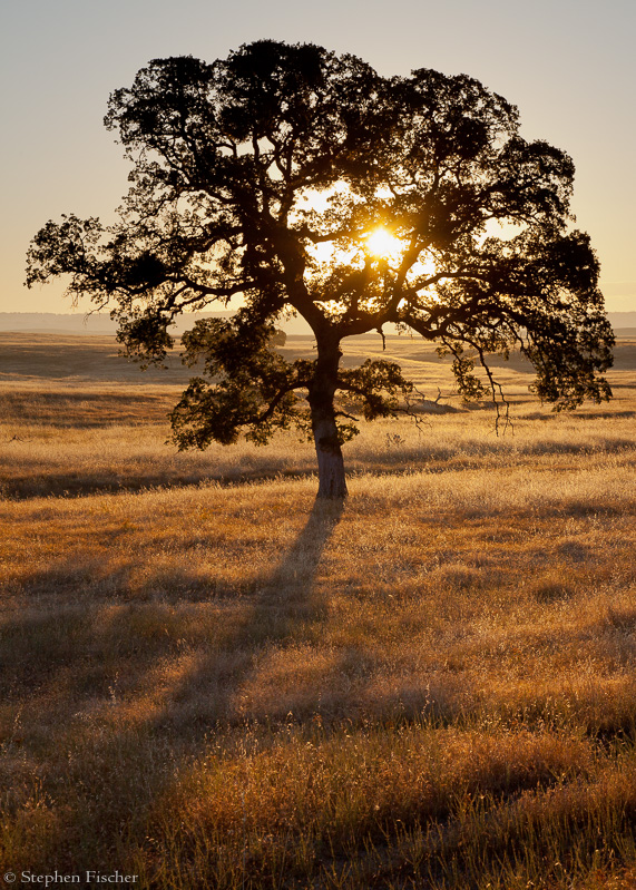 Grassland sunrise