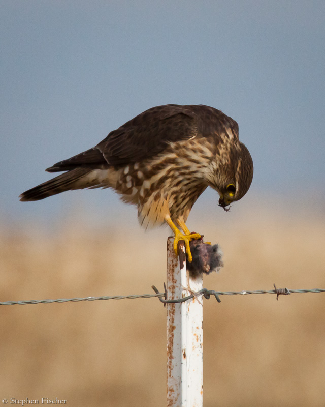 Merlin and its kill