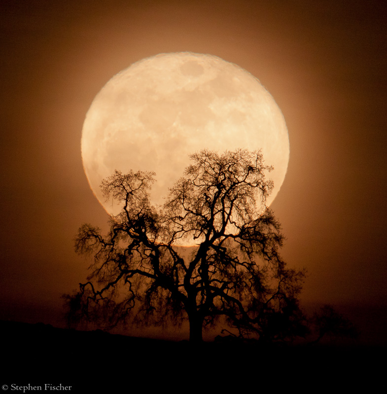 Oak Moon Rising