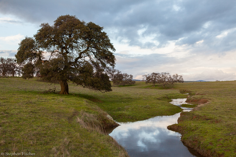 Along the stream