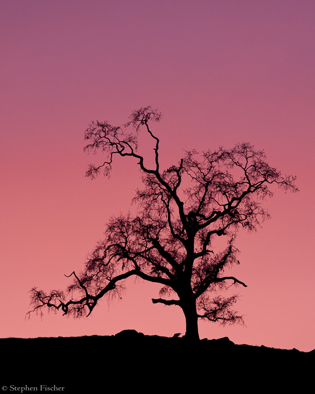 Red sky oak