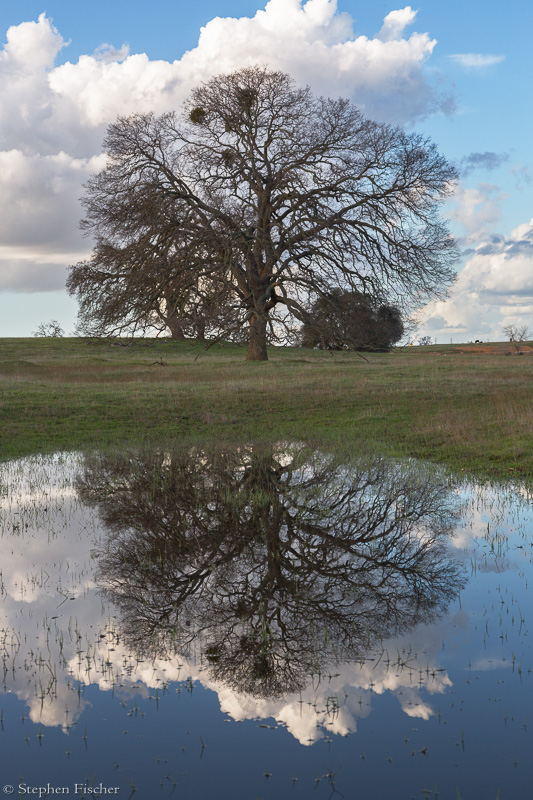 Blue oak reflection