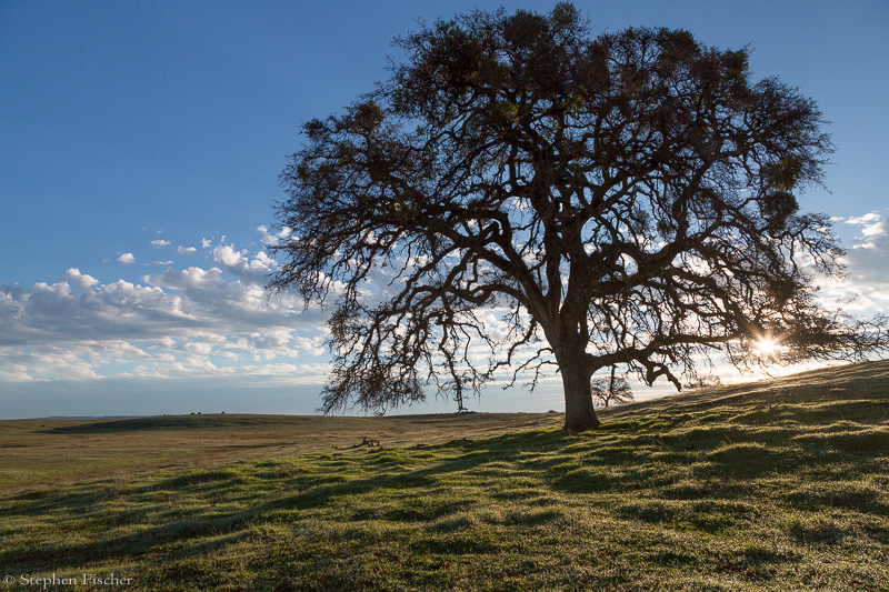 Sunrise oak shadows