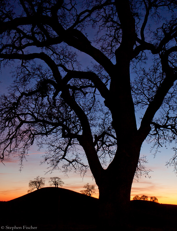 Sunset oak silhouettes