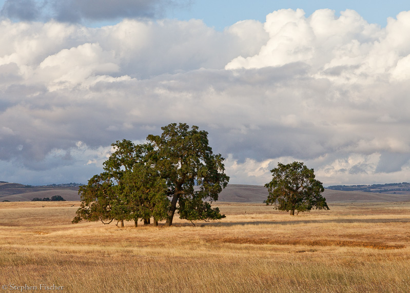 Golden plains