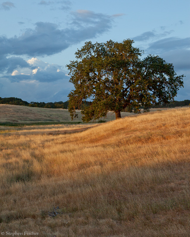 Golden oak, blue sky