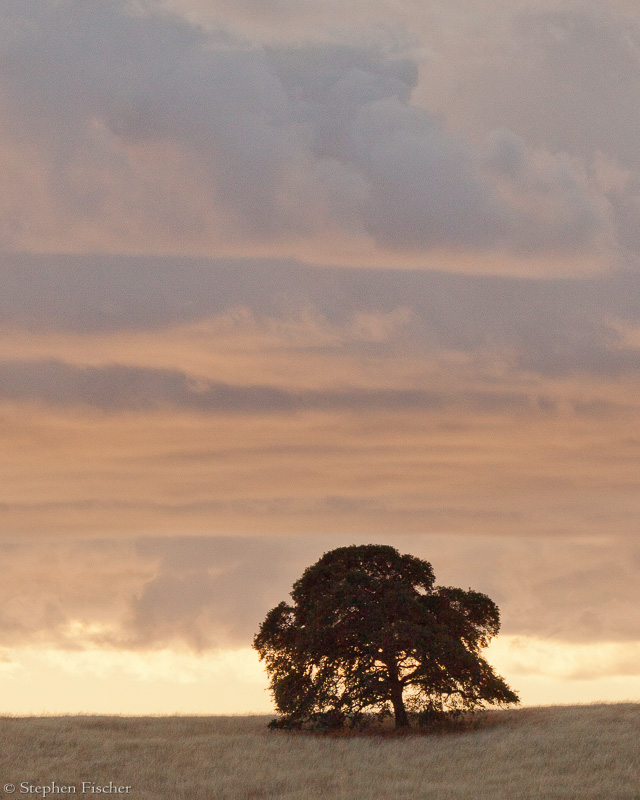 Oak on the ridge