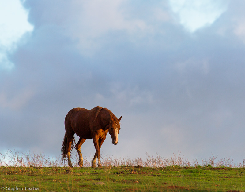 Horse in the clouds