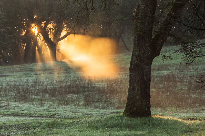 Illuminated oak