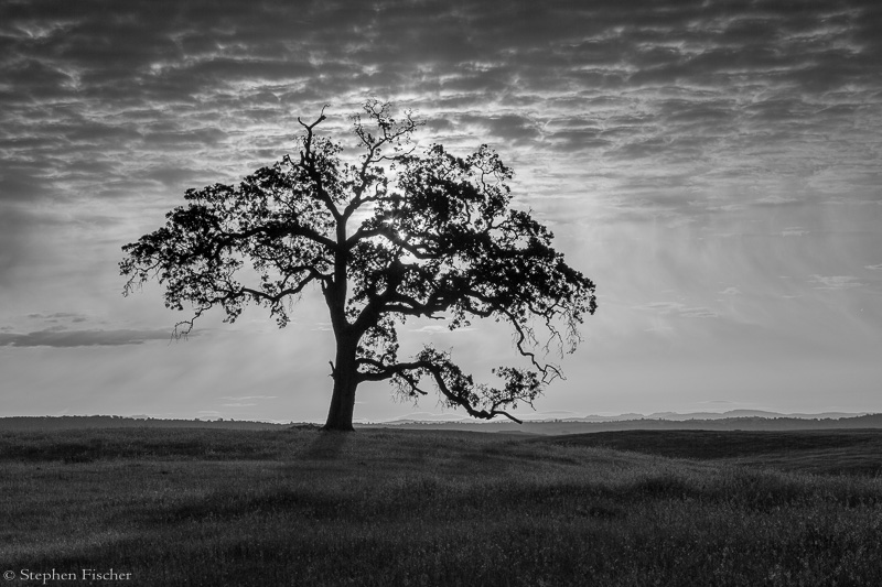 Morning silhouette