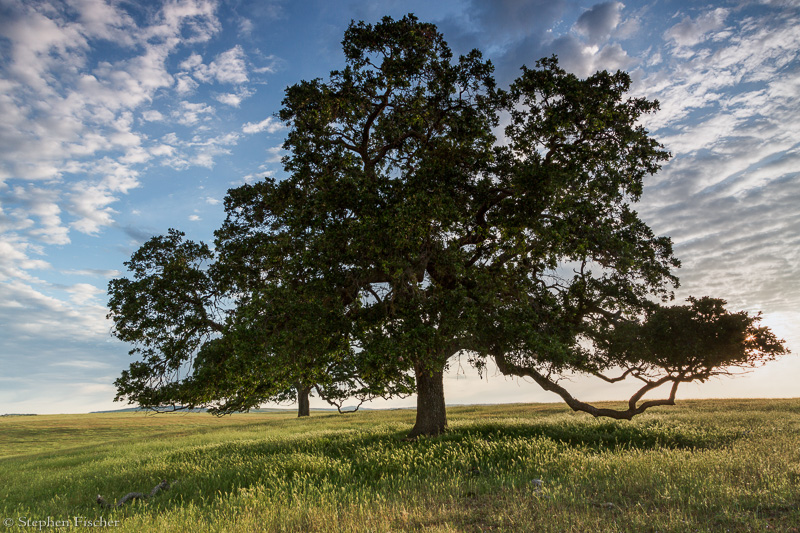 Oak magnificience