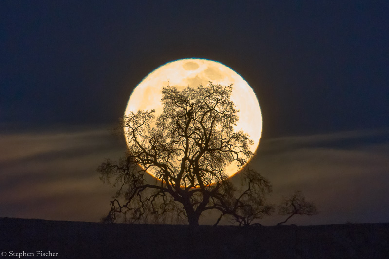 Oak moon silhouette