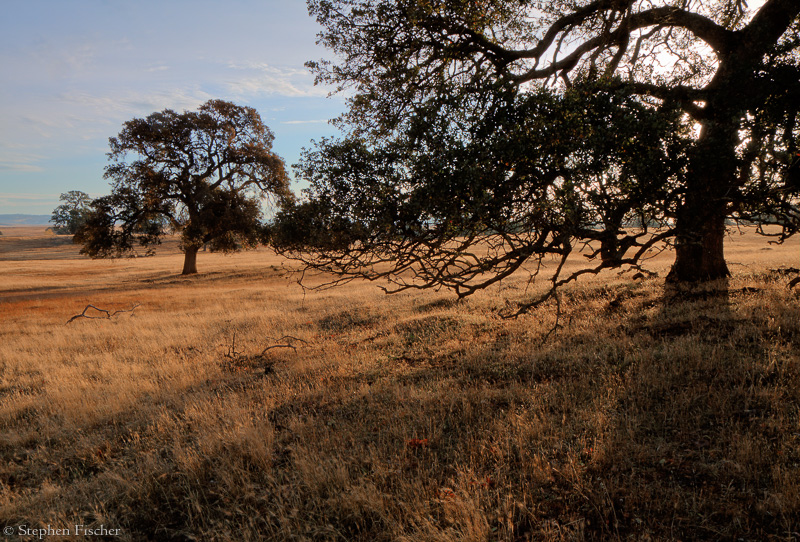 Oak Shadows