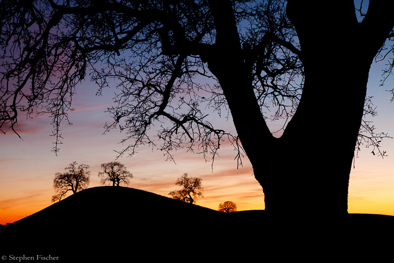 Oak sunset silhouette