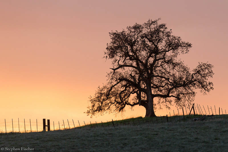 Sunset fence