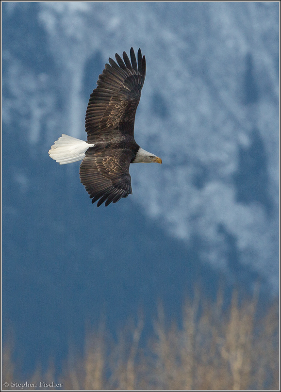 Soaring eagle