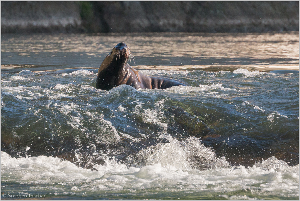 American River sea lion