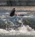 Sea lion on the American River