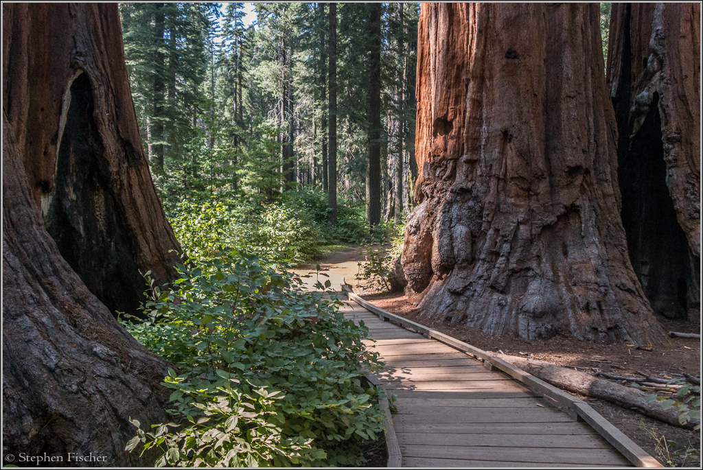 Giant Sequoia at Calaveras Big Trees state park