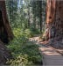 Giant sequoias and coastal redwoods