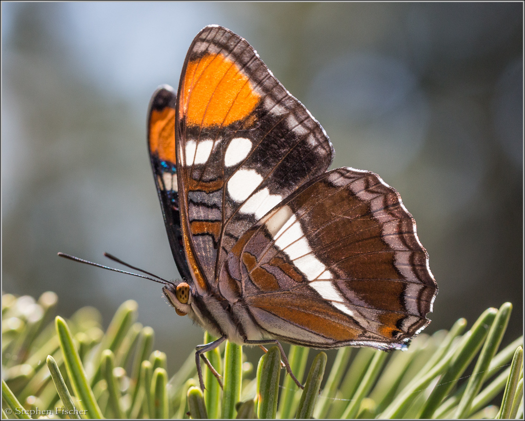 California Sister butterfly