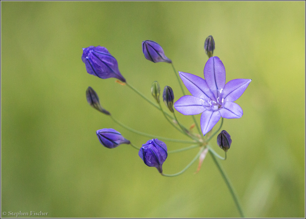 Wildflowers of Kanaka Valley