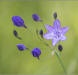 Wildflowers of Kanaka Valley