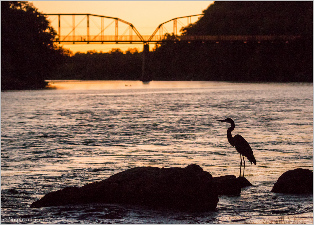 Great blue heron silhouette on the American River Parkway