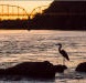 Great blue heron sunset silhouette