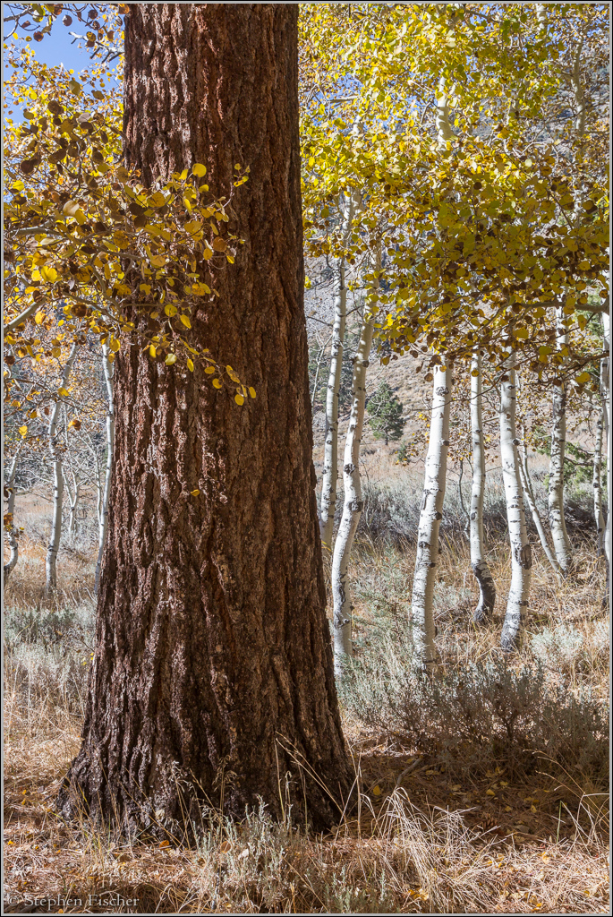 Fall colors of the Eastern Sierra