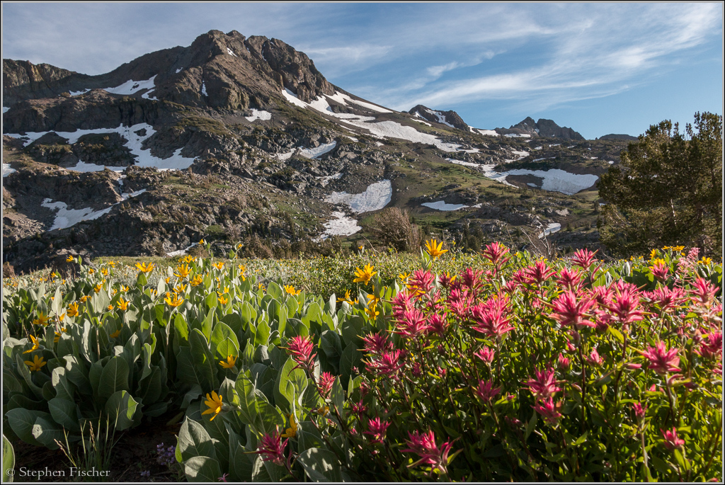 Roundtop mountain wildflowers