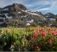 Roundtop wildflowers