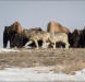 Yellowstone wolves in the winter