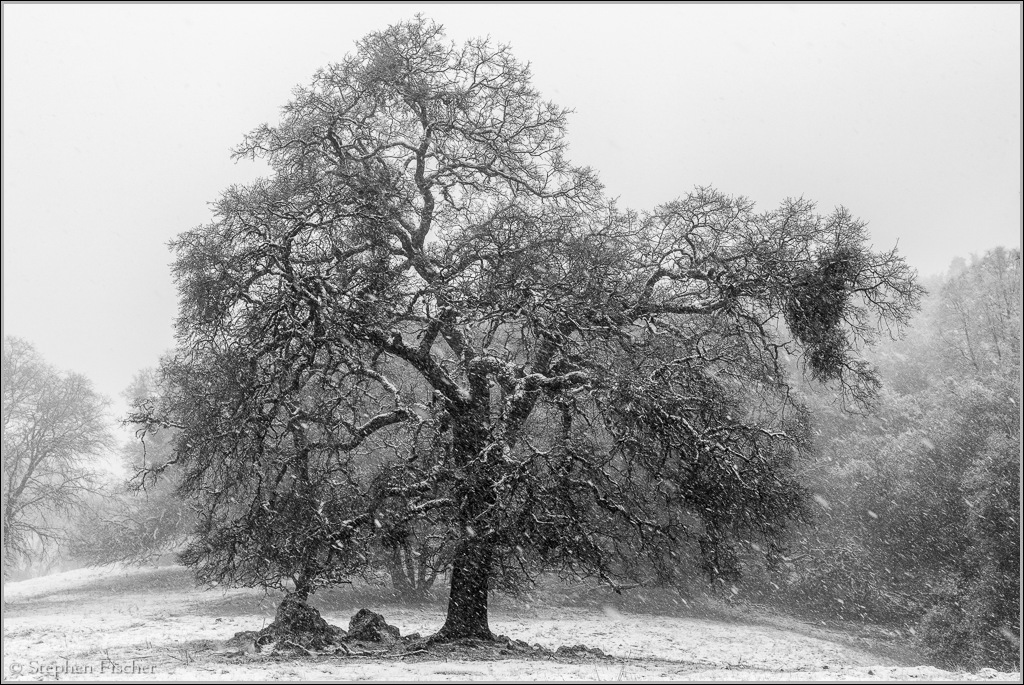 Snow covered oak trees