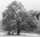 Snow covered oaks