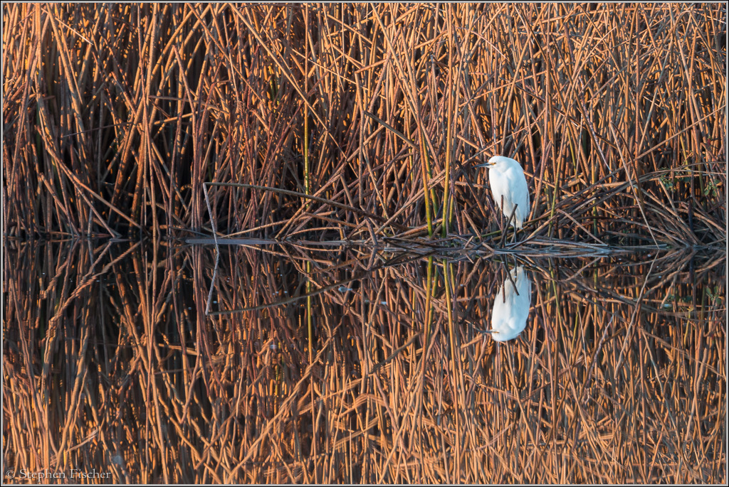 Snowy egret against a backdrop of reeds