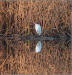 Birds of the Yolo Preserve and American River Parkway