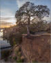 Hanging oak tree of the Fair Oaks bluffs