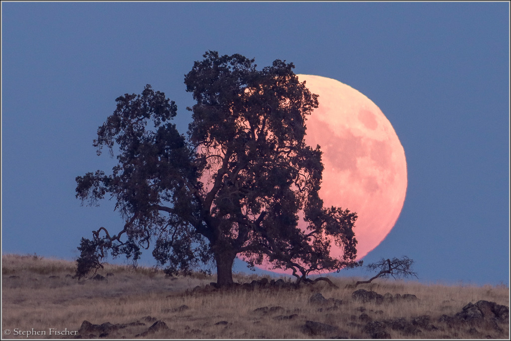 Hunter's moon rising behind a valley oak tree