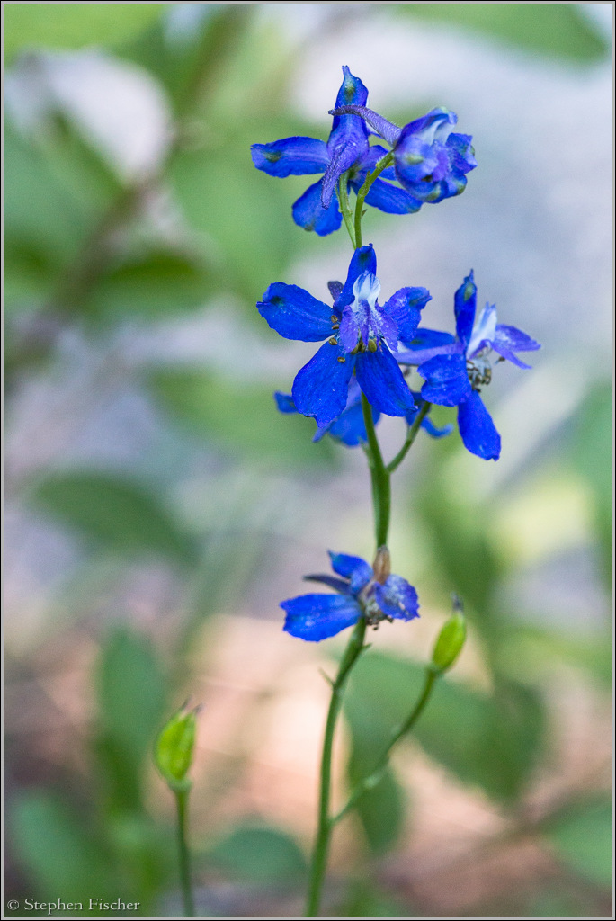 Meadow Larkspur