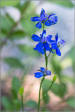 Sierra wildflowers