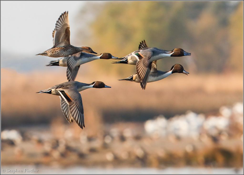 Northern Pintail ducks at Colusa NWR