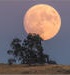 Oak moonrise silhouette