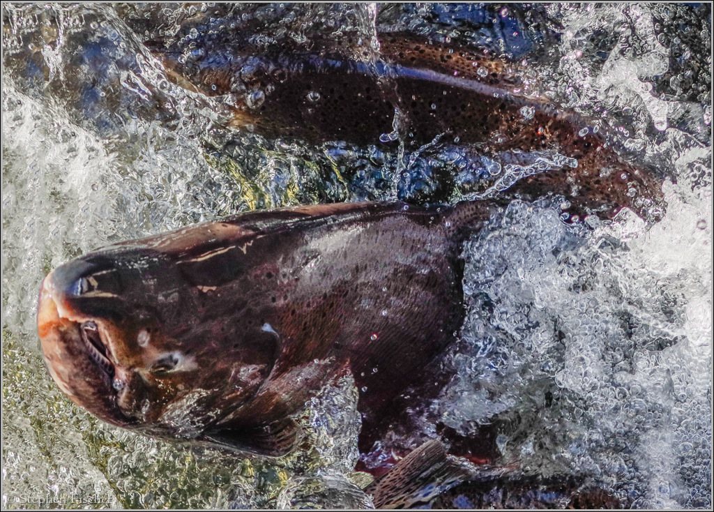 Salmon on the fish ladder