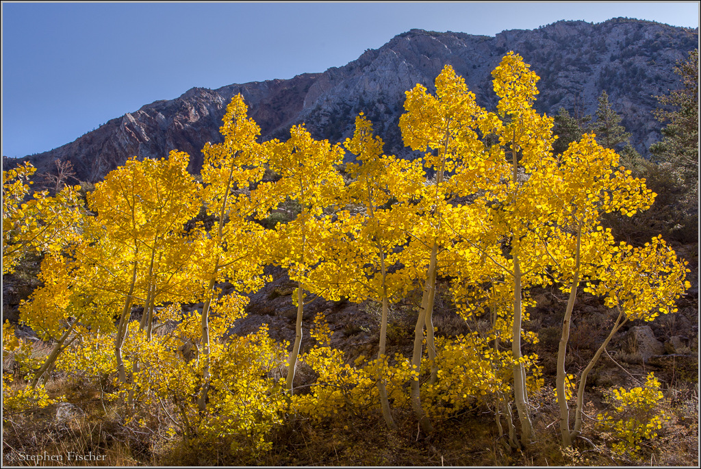 Eastern Sierra fall colors