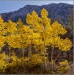 Eastern Sierra fall colors