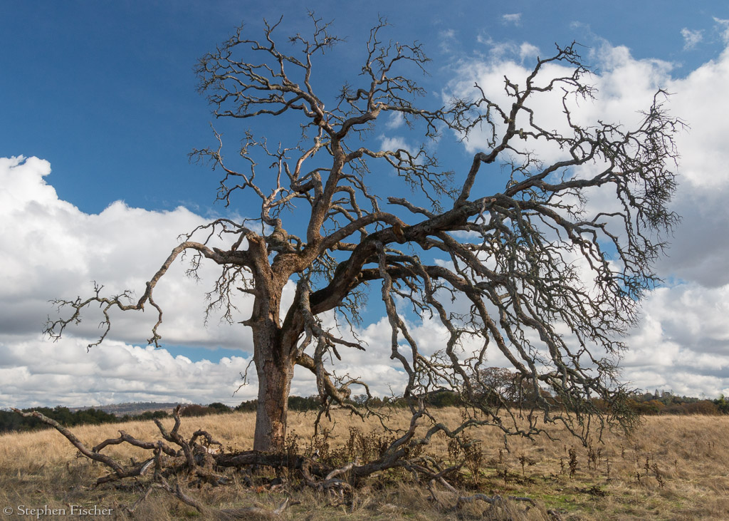 Tangled oak