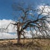 Tangled oak of the Sierra foothills